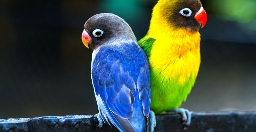 Cuidado de aves domésticas